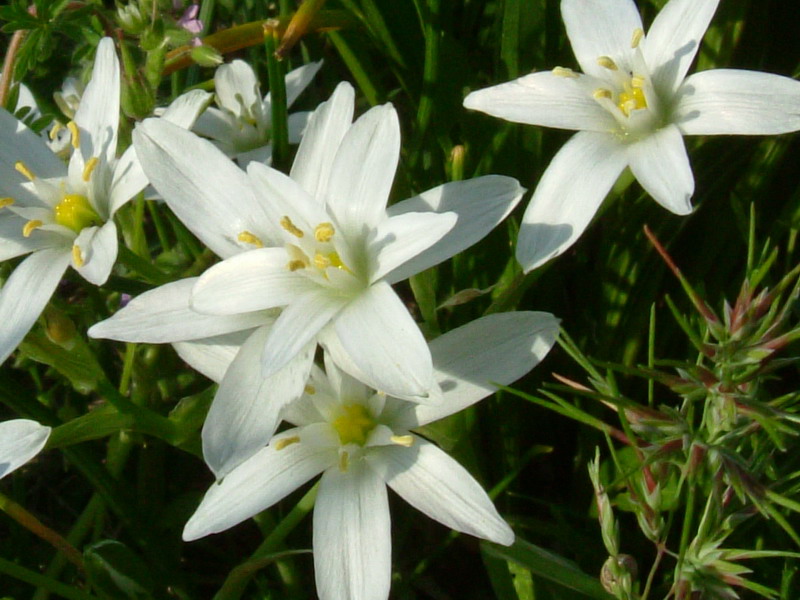 Ornithogalum umbellatum